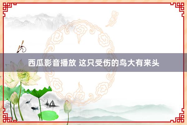 西瓜影音播放 这只受伤的鸟大有来头