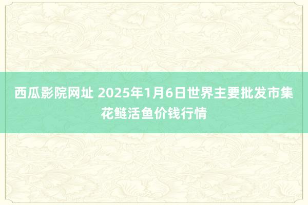 西瓜影院网址 2025年1月6日世界主要批发市集花鲢活鱼价钱行情