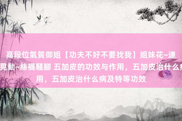 高段位氣質御姐【功夫不好不要找我】姐妹花~連體絲襪~大奶晃動~絲襪騷腳 五加皮的功效与作用，五加皮治什么病及特等功效