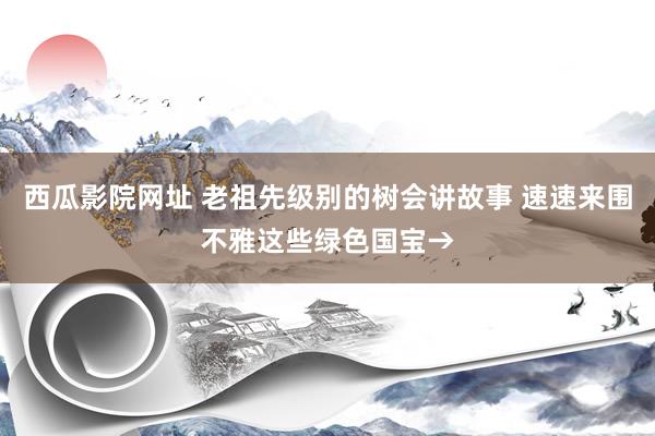 西瓜影院网址 老祖先级别的树会讲故事 速速来围不雅这些绿色国宝→